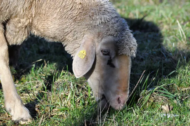 Ich Frühjahr schmeckt es gleich doppelt so gut. | Foto: Daniela Somers