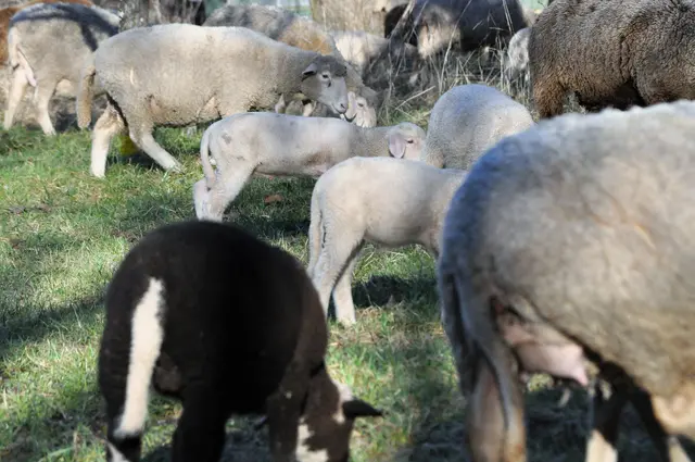 Viele Lämmer mit ihren Müttern waren auf der Wiese | Foto: Daniela Somers