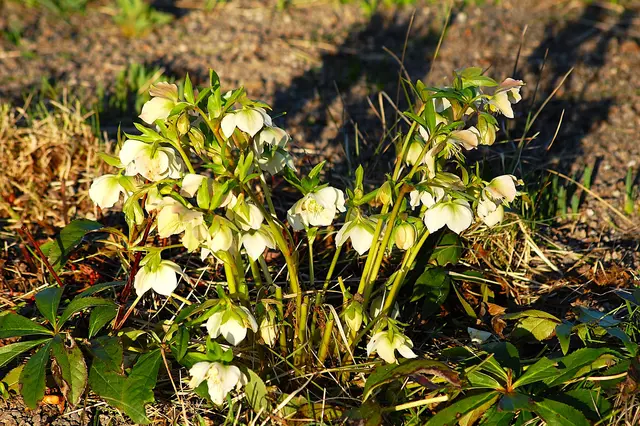 Foto: Heidrun Rosenberger