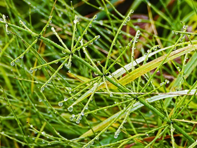 Schachtelhalm im Regen | Foto: KHW