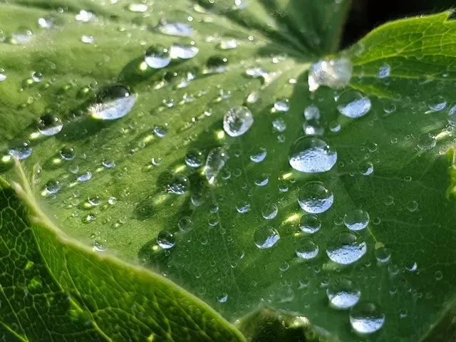 Gore-Tex-Effekt | Foto: Andreas Odey