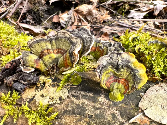 Foto: Heide Böllinger aus Bad Friedrichshall