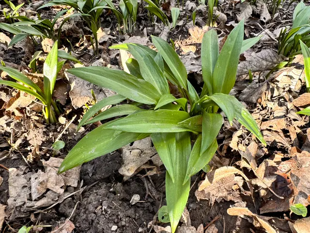 Foto: Heide Böllinger aus Bad Friedrichshall