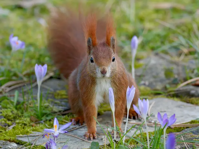 Eichhörnchen | Foto: Jörg Haffelder