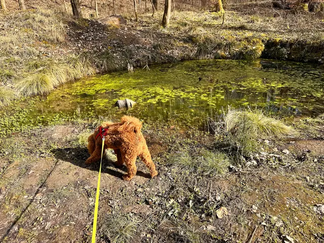 Foto: Heide Böllinger aus Bad Friedrichshall