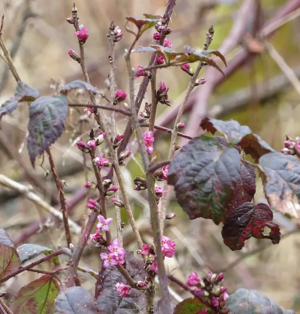 18. Feb.: Umrankt von Brombeeren wehrt sich dieser Strauch gegen die Beschädigungen | Foto: Aurelia Kling