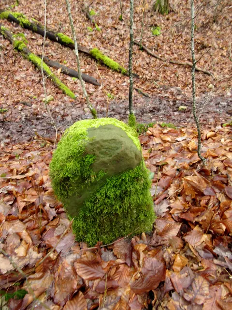 Der Weg hinunter nach Jettenbach wird von Radfahrern benutzt und ist matschig und tief verfurcht. Wir mussten in den Wald ausweichen | Foto: WandernGabyErich