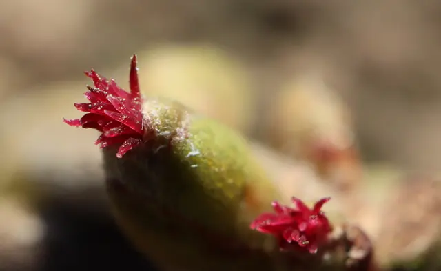 Geheimnisvolle Blüten | Foto: Ingrid Wiedmaier 