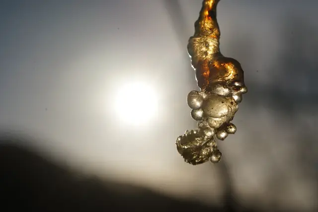 Baumharz 1 | Foto: Helmut Brehm