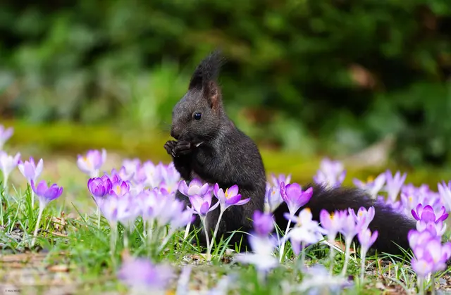 ...Manni im Krokusrausch... | Foto: Moni Bordt
