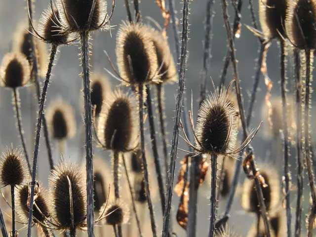 Foto: Copyright: Joachim Körner