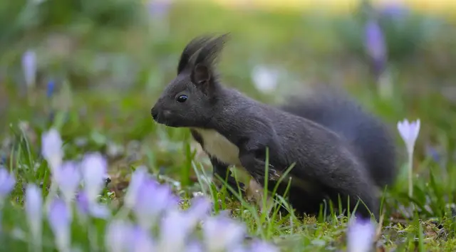 .auf dem Sprung... | Foto: Moni Bordt