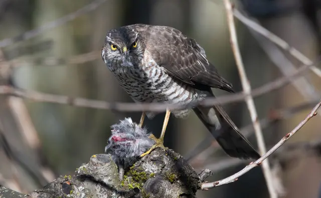 Ich seh Dich........ | Foto: G.Hölzel