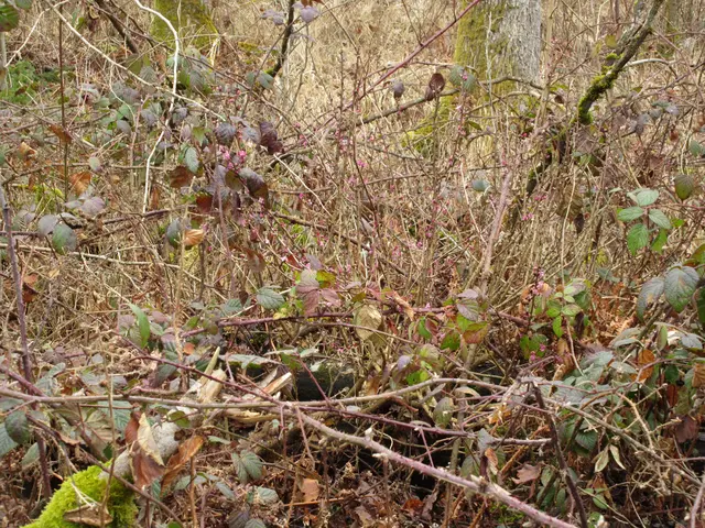 18. Feb. Seidelbast Tour im Heilbronner Wald, leider nehmen die Waldarbeiter keine Rücksicht auf seltene Pflanzen und so wurde auch der letzte und kräftigste Seidelbast in der Nähe der Bürklehütte abgeknickt. | Foto: WandernGabyErich