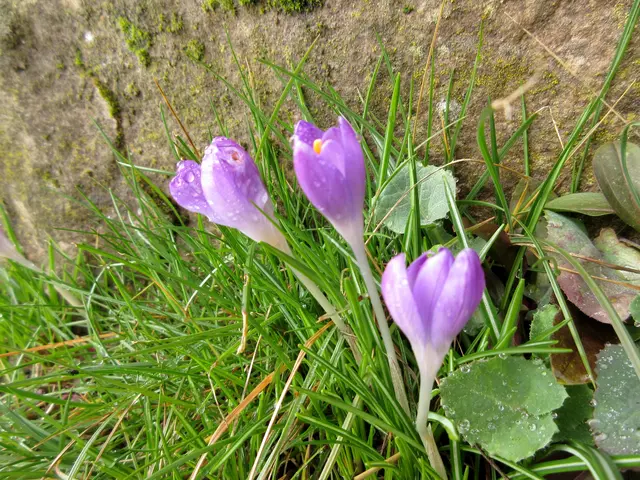 Überall blühen die Krokusse | Foto: WandernGabyErich