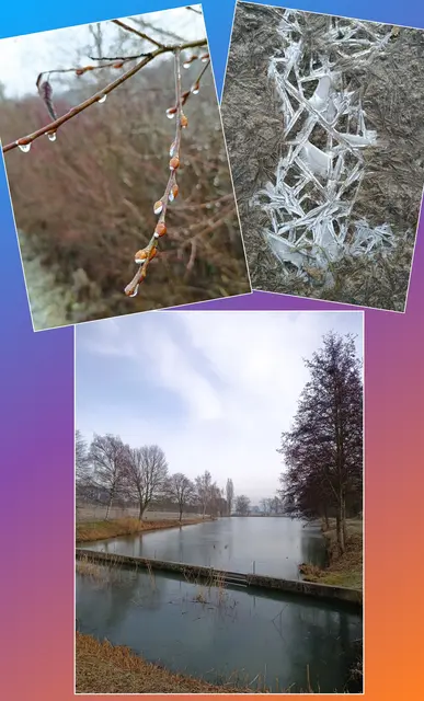 4. Feb.: Eisige Collage mit Teich am Neuhäldenbach | Foto: Aurelia Kling