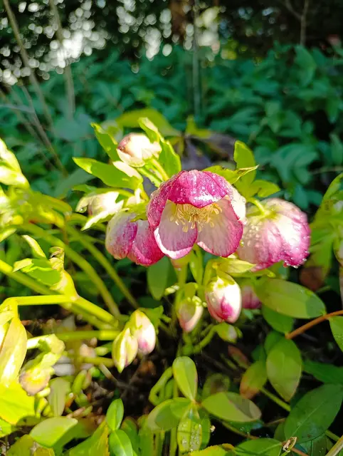 Lenzrosen in Schmidhausen | Foto: Aurelia Kling