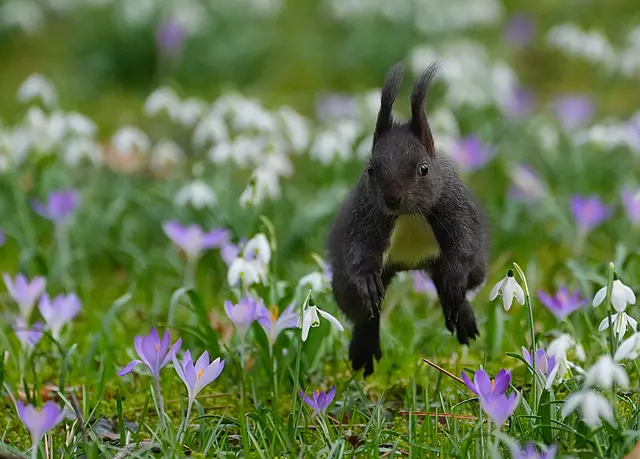 ...hüpfhüpfhüpf... | Foto: Moni Bordt
