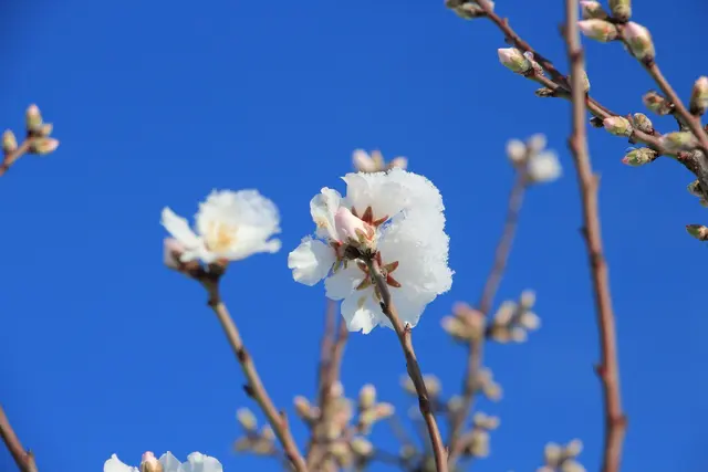 Auf der Mandelblüte haftet noch der letzte Schnee des Winters.  | Foto: Elektra Domesle