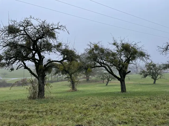 Misteln gefährden Streuobstwiesen | Foto: privat