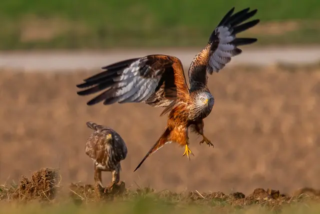 Mäusebussard / Rotmilan | Foto: Helga Rosenberger