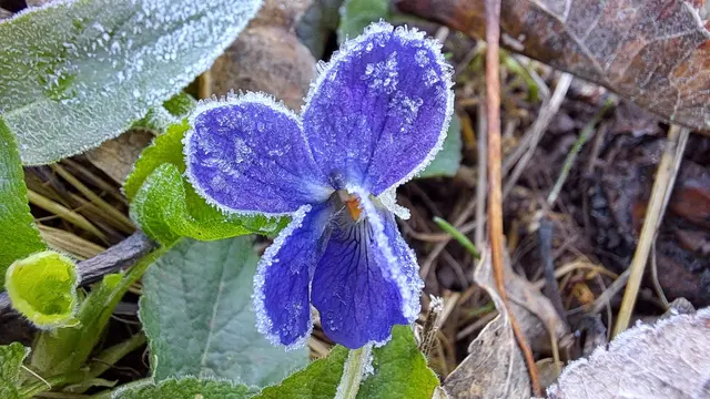Ein in Frost gehülltes Veilchen.  | Foto: Ulrich Rank