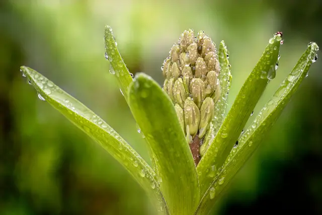 Im Nachbars Garten (Hyazinthe - Knospen) | Foto: ehw