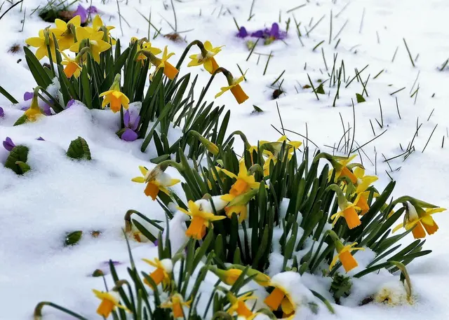 Frühblüher kämpfen sich durch den Schnee.  | Foto: Karl-Heinz Wachtler