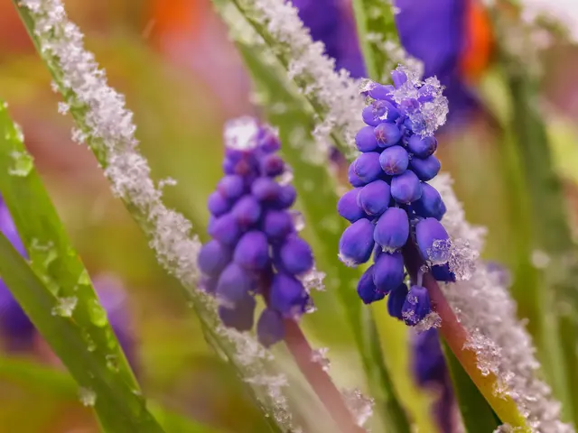 Auch die Traubenhyazinthen wurden vom Schnee überrascht. | Foto: Rüdiger Reingräber