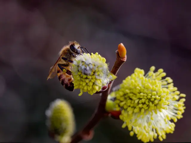 Weidenkätzchen zeigen Mensch und Tier den Frühling an. | Foto: Tanja Blind
