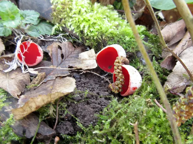 Ein geschultes Auge hat ihn gefunden und dem Rest der Gruppe gezeigt. | Foto: WandernGabyErich
