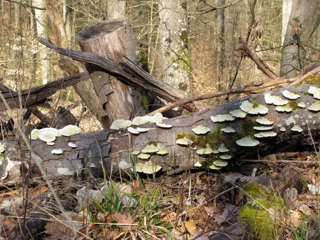 Pilze | Foto: WandernGabyErich