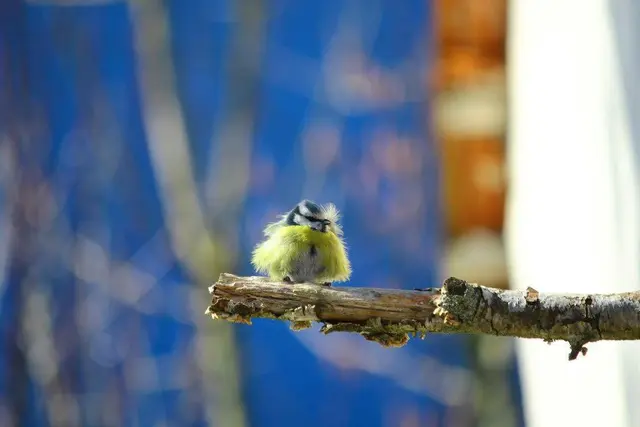 Vom Wind zerzaust wird diese Meise... | Foto: Stephanie Grübel