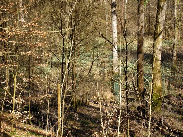 Erster Blick von oben kommend auf die Märzenbecher | Foto: WandernGabyErich