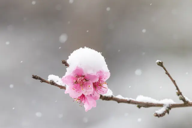 Schnee auf einer Kirschblüte. | Foto: Stefan Seiz