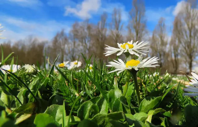 Die Gänseblümchen blühen schon, aber die Bäume sind noch kahl: zwischen Frost und Frühling eben...  | Foto: Angelika Rampmeier