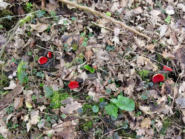Der scharlachrote Kelchbecherling, sehr selten, aber wir haben ihn schon einmal in Verbindung mit einem großen Märzenbecher Vorkommen auf der Alb gefunden.  | Foto: WandernGabyErich