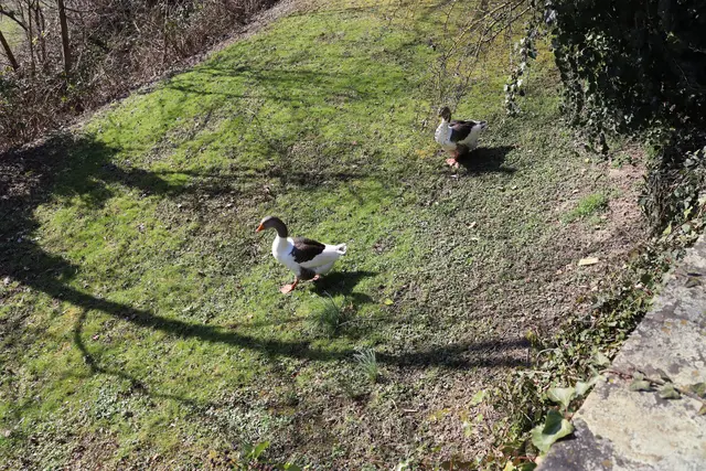 Gänse im Schlosspark | Foto: Marga Specht