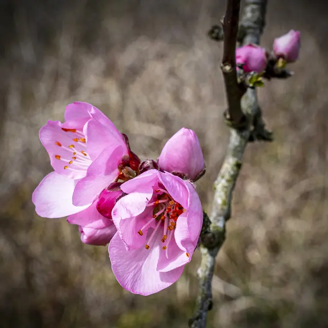 Foto: ehw