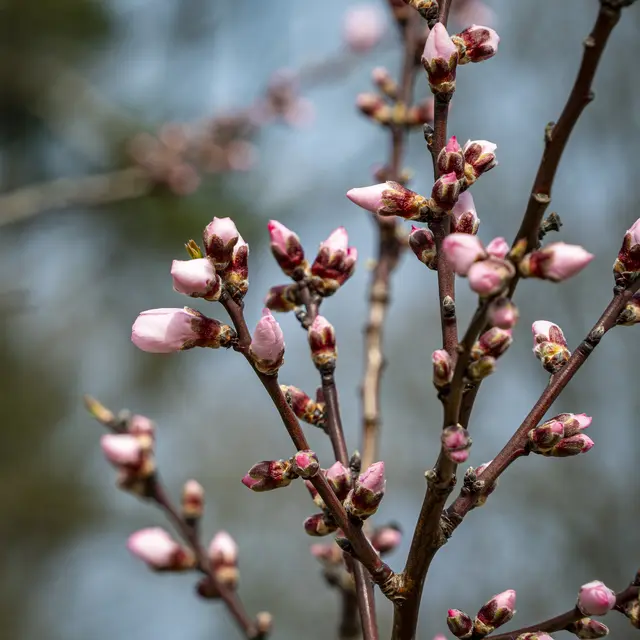 "In paar Tagen stehe ich auch in voller Blüte!" | Foto: ehw