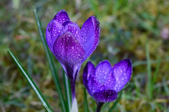 erste Frühjahsboten mit Wassertropfen | Foto: Sabine Elflein