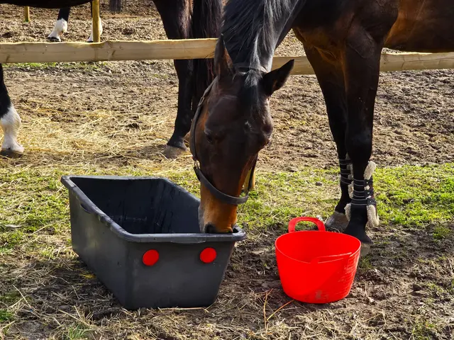 Foto: Heidrun Rosenberger