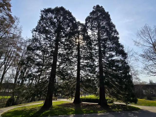 Wellingtonien - Mammutbäume | Foto: Heidrun Rosenberger