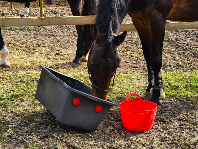 Foto: Heidrun Rosenberger