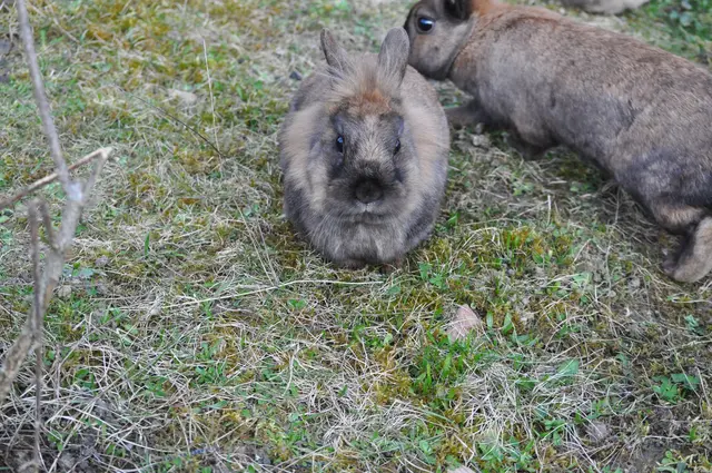Immer wieder suchen sie auch die Nähe zueinander. | Foto: Daniela Somers