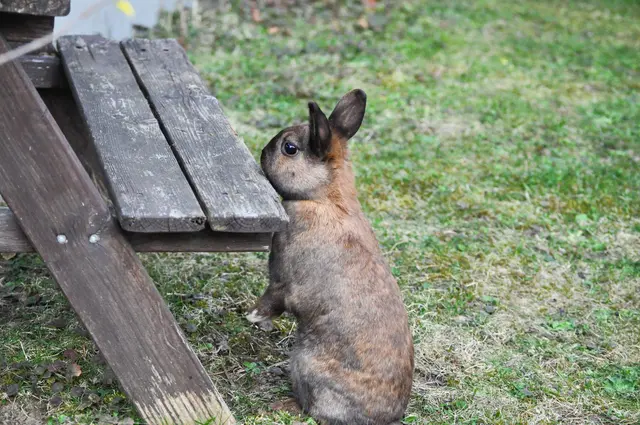 Soll ich mal auf die Bank springen? | Foto: Daniela Somers
