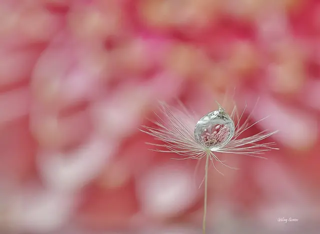 Zart und filigran: Gülay Sween hat Tropfen auf Löwenzahnsamen fotografiert und wurde damit zur Gewinnerin gekürt.  | Foto: Gülay Sween