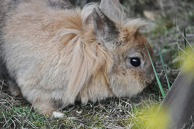 Und immer auf der Suche nach einem besonders schmackhaften Kraut. | Foto: Daniela Somers