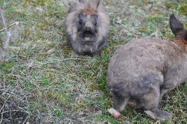 Tja, da ist mir der Zweite schnell aus dem Bild gehoppelt. | Foto: Daniela Somers