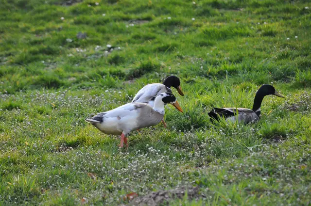 Laufenten. Immer schön nach Futter suchen. | Foto: Daniela Somers